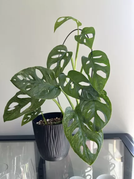 Monstera adansonii mint