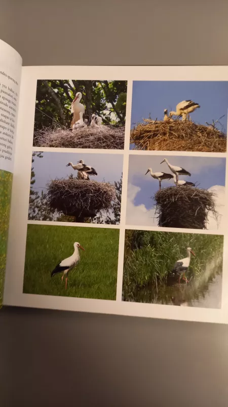 BALTASIS GANDRAS LIETUVOJE. LIZDŲ ATLASAS - Mindaugas Dagys, Daiva Vaitkuvienė, knyga 5