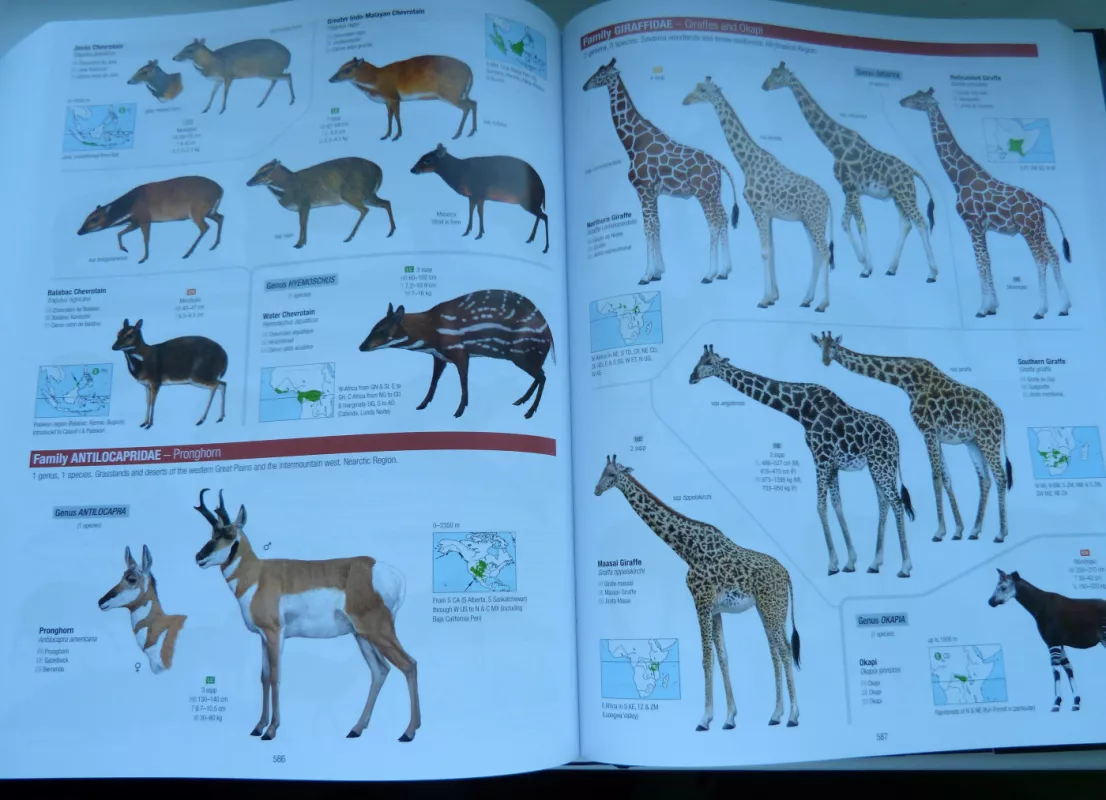 All the Mammals of the World (Visi pasaulio žinduoliai) - Lynx Nature Books, knyga 6